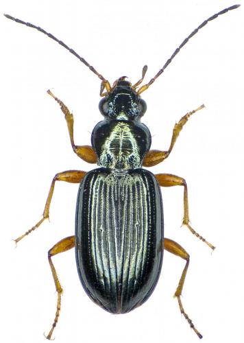 Réf. 194 014 : Bembidion decorum